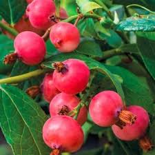 Beeren Pflanzen Beerenstraucher Fur Den Garten Balkon In 2020 Heidelbeeren Pflanzen Obstbusche Pflanzen