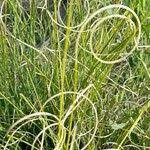 Image result for Elionurus muticus