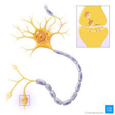 Neurotransmitters are responsible for sending the messages from one neuron to the next. Neurotransmitters Types Functions And Disorders Kenhub