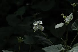 Image result for Crabbea cirsioides