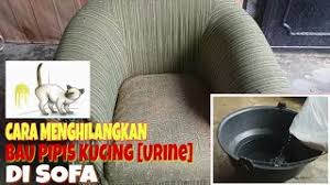 Selain itu, karena kucing memiliki indra penciuman yang kuat, penting untuk membersihkan dan menghilangkan bau di area. Cara Menghilangkan Bau Pipis Kucing Urine Di Sofa Youtube