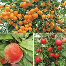 We did not find results for: 7 Easy Fruit Trees To Grow Right In Your Own Backyard Finegardening