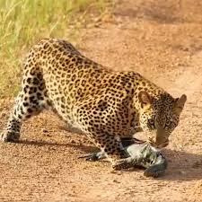 A mom badger attack a hungry leopard that has grabbed the baby. Viral Video A Clash Of Claws And Tails Leopard Vs Monitor Lizard Offbeat Gulf News