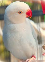 Blue Bird With White Ring Around Neck Pin On Feathered Friends