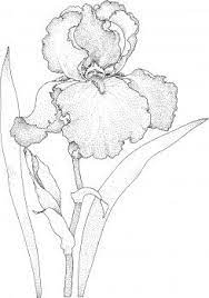 Iris Blossom Flower Drawing Coloring Pages Iris Painting