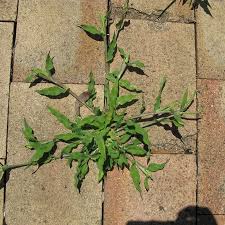 Image result for Urochloa panicoides