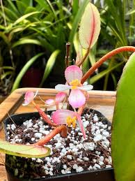 Image result for Begonia elaeagnifolia