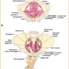 Anatomy ▶ pelvis ▶ muscles ▶ muscles of the pelvis. Anatomy Of The Pelvis Pelvic Floor Muscles And Innervation A Download Scientific Diagram