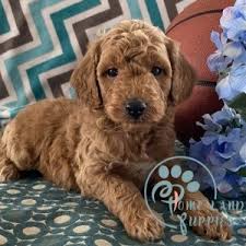Puppy care and maintenance instructions. Goldendoodle Puppies Under 1000 Home Land Puppies