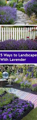 Lavender cottage lavender green french lavender lavender fields lavender flowers purple flowers art flowers lavender crafts shabby look. 5 Ways To Landscape With Lavender Bless My Weeds
