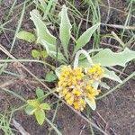 Image result for Helichrysum mechowianum