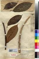 Image result for Ficus tremula