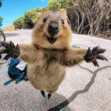 With new addicting jigsaw puzzle games added. Quokka Australian Animal Play Jigsaw Puzzle For Free At Epuzzle