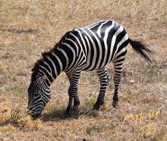 Zebra Eating Grass By Marta Kazmierska In 2020 Zebra Masai Mara National Reserve Masai Mara