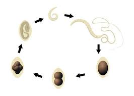 Image result for Whipworm