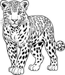 onça pintada desenho para colorir