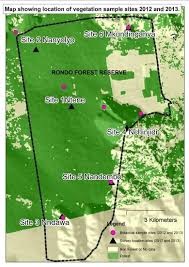 Image result for Commiphora fulvotomentosa