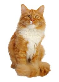 Maybe you would like to learn more about one of these? 281 Cool Cat Names For Your Awesome Furry Friend