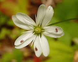 Image result for Stellaria