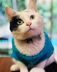 meet the incredibly cute cat with a grade five heart murmur who is a wonderful father to his family s foster kittens foster kittens cats foster cat