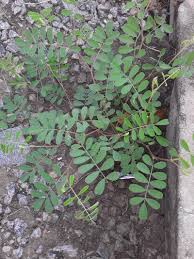 Image result for Tephrosia purpurea