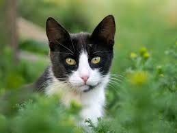Cruella for your little cute evil.; Tuxedo Cats Facts Lifespan And Intelligence All About Cats