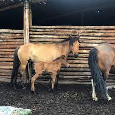 Our Newborn Baby Horses Dream Adventure Mongolia Facebook