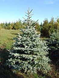 When you trim trees in the dormant season, you actually promote the tree's health while also sustaining the growth. Plants Beautiful Nursery Minnesota Live Topiary Trees And Evergreen Tree Nursery Stock