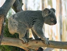 Image result for koalas