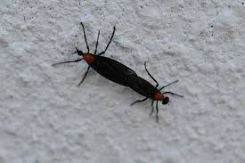 Lather a little baby oil or spray some cooking spray on your car's hood and bumper. How To Get Rid Of Lovebugs And Preventing Lovebug Damage To Cars