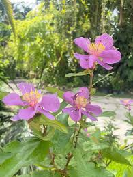 Image result for Clappertonia ficifolia