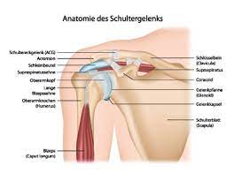 Bizepssehnenriss Ursachen Symptome Behandlung Medlexi De