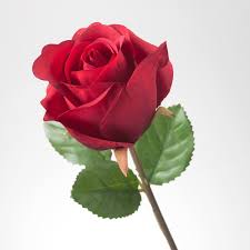 SMYCKA Artificial flower, Rose/red, 20 ½" (52 cm) - IKEA CA