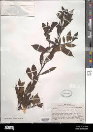 Image result for Rhamnus prinoides