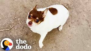 Image result for chihuahua big obesity