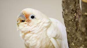 Goffin's cockatoos can live up to 40 years. Study Cockatoos Can Pick Locks And Solve Complex Puzzles For Nuts Wired Uk