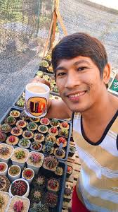 Hai guys...nice to meet you again. Ficus Benjamine from Indonesia