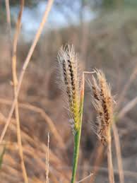 Image result for Chloris virgata