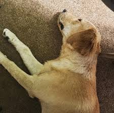 We did not find results for: 13 Best Golden Retriever Breeders In Washington 2021 We Love Doodles