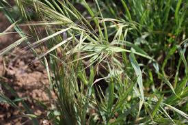 Image result for Bromus diandrus