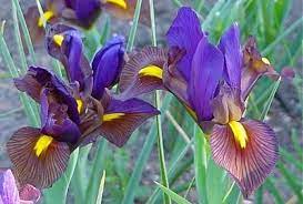 Signa The Species Iris Group Of North America Iris Iris Eye Dutch Iris