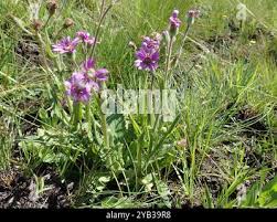 Image result for Senecio speciosus