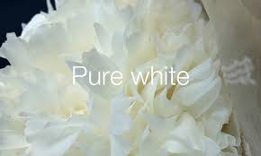 Check spelling or type a new query. Peony Cut Flowers