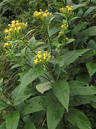 Image result for Senecio auriculatissimus