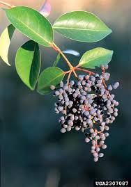 Image result for Ligustrum lucidum
