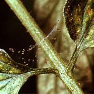 How To Control Spider Mites Beneficial Insects Miticides Cultural Controls