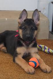 Check spelling or type a new query. Vollmond Breeder Of German Shepherd Puppies Dogs For Sale Chicago Illinois