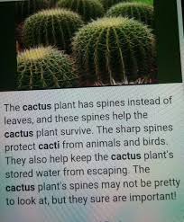 These minimise the surface area and so reduce water loss by transpiration. Four Lines On Cactus For Kids Brainly In