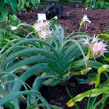 Image result for Crinum buphanoides