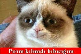 Kocaeli Hayvan Severler Dernegi Ana Sayfa Facebook